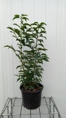 [109258] Prunus lusitanica 40 60 cm Pot C2