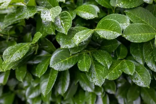 [107126] Prunus laur. Novita 100 125 cm motte ou pot - Laurier *** Remise importante à partir de 10 plantes ** 