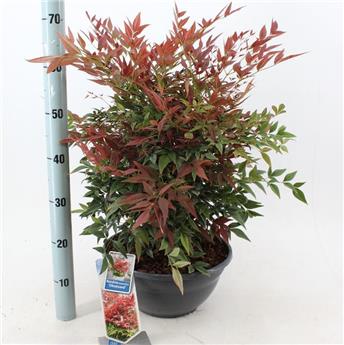 [127838] Nandina domestica Obsessed Seika Pot 33 cm