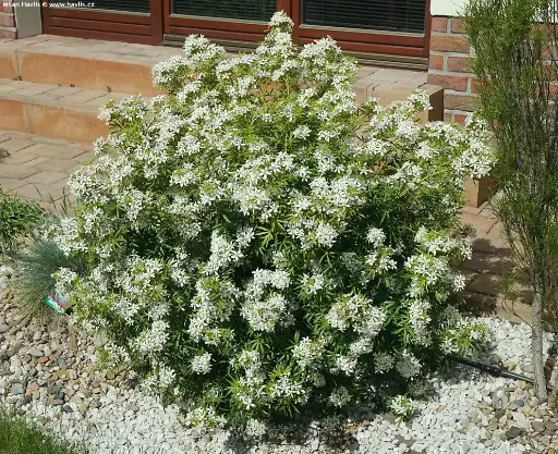 [143175] Choisya ternata White Dazzler® 060 080 cm XTRA Pot C25Litres ** Parfumé **