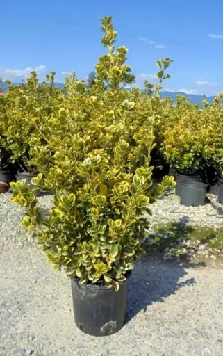 [124325] Euonymus jap aureomarginatus c45-55 150