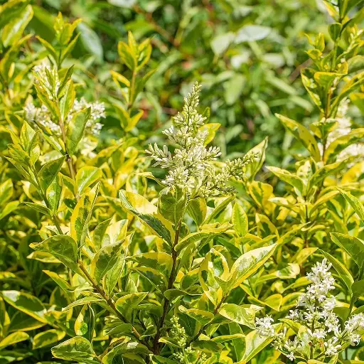 [139990] Ligustrum ovalifolium Aureum Pot C10