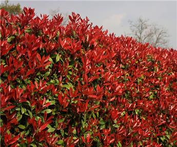 [142127] Photinia fraseri Carré rouge 080 100 cm Pot C5 *** Remise importante à partir de 10 plantes ** **Plus compact, moins de taille**