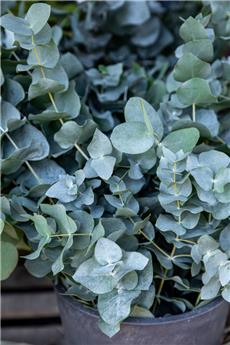 [140903] Eucalyptus pulverulenta Baby Blue®  Buisson 40 60 cm Pot C2 ** Nain **