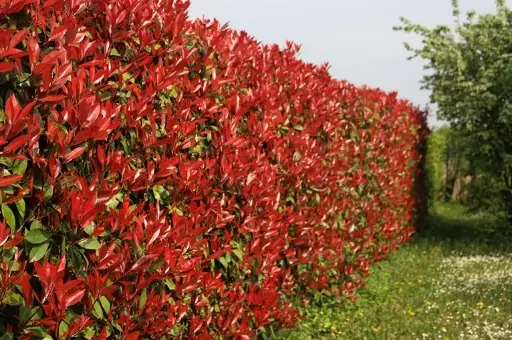 [133326] Photinia fraseri Carré rouge 060 080 Pot C3 **Plus compact, moins de taille**