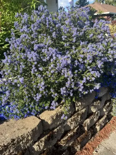 [130282] Ceanothus Julia Phelps 60 80 cm Pot C10L