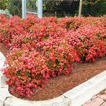 [108958] Nandina domestica Fire Power Pot C7