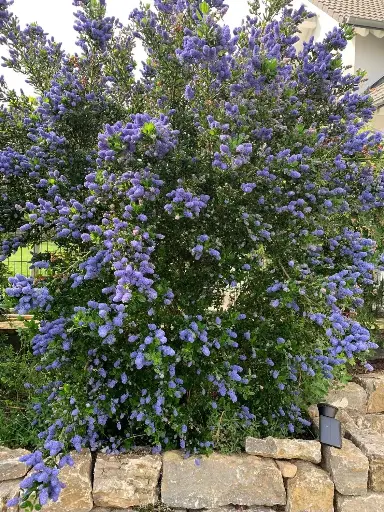 [108041] Ceanothus impressus Victoria 100 125 cm Pot C10