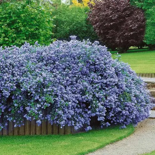 [106211] Ceanothus thyrsiflorus Repens Pot C4
