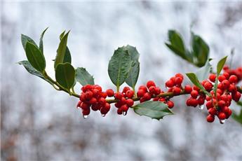 [108659] Ilex aquif.Golden Van Tol tige 70