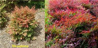 [138921] Nandina domestica Gulf Stream Pot C10L
