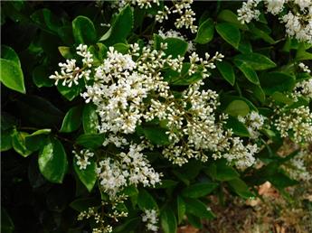 [142350] Ligustrum japonicum Rotundifolium 40 50 Pot C3.5