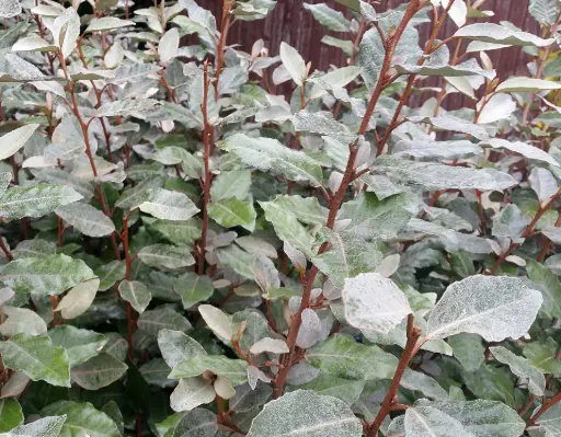 [122409] Elaeagnus ebbingei 060 080 cm Pot C3Litres - Chalef parfumé. *** Remise importante à partir de 10 plantes **