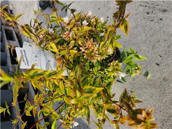 [105624] Abelia grandiflora Kaleidoscope 030 040 Pot