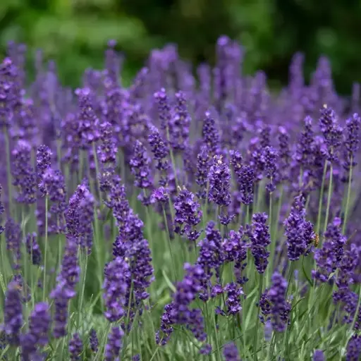 [104764] Lavandula Hidcote XTRA Pot C3.6Litres 