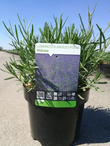 [104764] Lavandula Hidcote XXTRA Pot C3.6Litres 