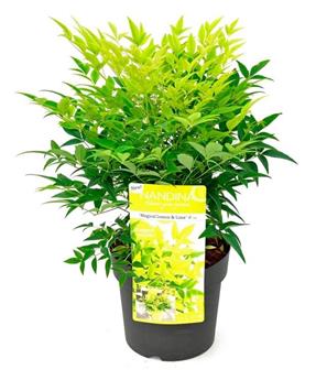 [145210] Nandina domestica Lemon Lime 30 40 cm Pot P17 cm