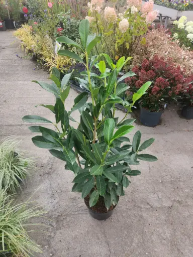 [131094] Prunus laur. Novita 080 100 cm motte ou pot - Laurier *** Remise importante à partir de 10 plantes ** 