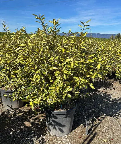 [118883] Elaeagnus ebbingei Eleador Pot C3.5L ** Chalef d'Ebbing **
