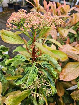 [142993] Photinia serratifolia Pink Crispy 080 100 cm Pot C20Litres