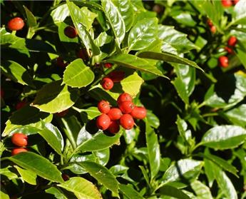 [143951] Aucuba japonica Rozannie 030 040 cm Pot P17 cm - Autofertile et pollinisateur