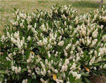 [101005] Prunus laurocerasus Otto Luycken 40 60 Pot C3