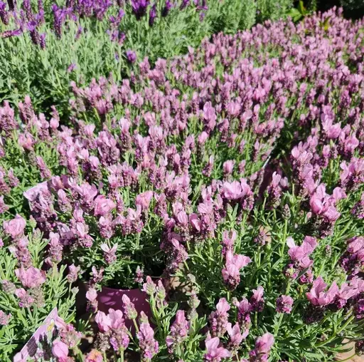 [101191] Lavandula angustifolia Speedy Pink Blush Pot P15cm