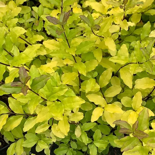 [134017] Ligustrum ovalifolium Lemon and Lime 40 50 cm Pot C2Litres