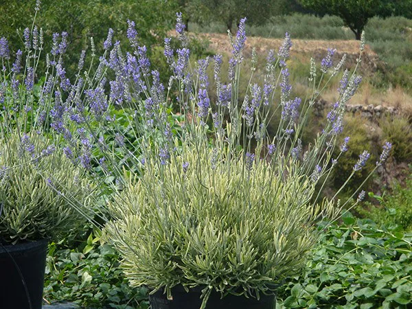 [129578] Lavandula intermedia Platinum Blonde  Pot C3.6