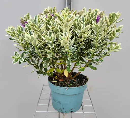 [105761] Hebe panachée Addenda mix Pot  P17 cm - Veronique arbustive.