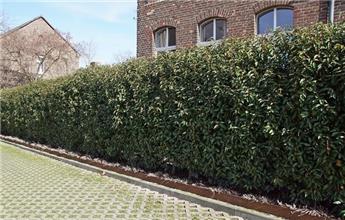 [141276] Prunus lusitanica Angustifolia 125 150 cm Motte (ROS) *** Remise importante à partir de 10 plantes **