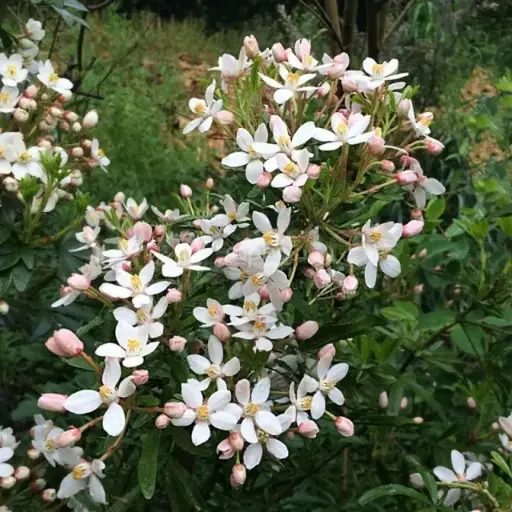 [144511] Choisya ternata Greenfingers Lissfing  Pot C5Litres * Oranger du Mexique parfumé.