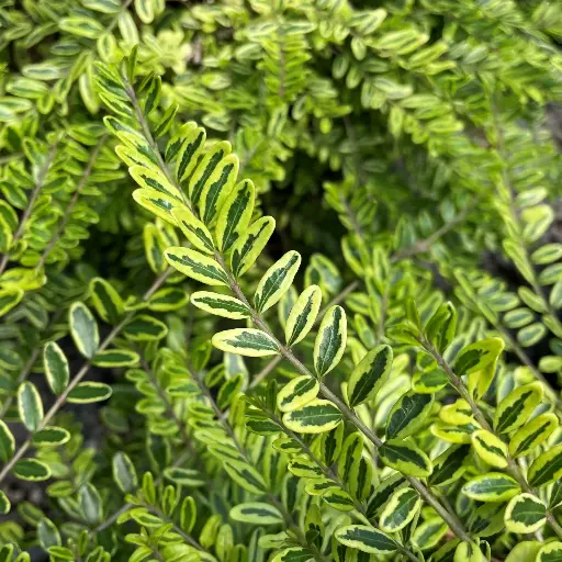 [137943] Lonicera nitida Lemon Beauty Pot C3Litres
