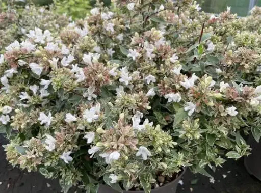 [140158] Abelia grandiflora Sparkling Silver 50 60 C10L