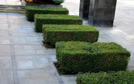 [125892] Lonicera nitida 50 60 cm Pot C3Litres XL ** Alternative aux buis **