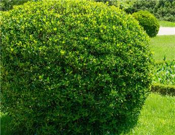[144950] Euonymus japonicus 30 40 cm Pot P15
