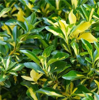 [144967] Euonymus japonicus Luna ou Mediopicta 80 100 cm Pot C10Litres