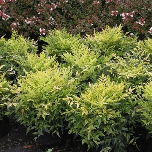 [127244] Nandina domestica Lemon Lime Pot P21 cm