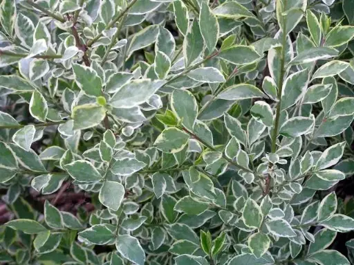 [138125] Ligustrum oval. Argenteum 60 80  cm Pot C3 ** Troene argente **