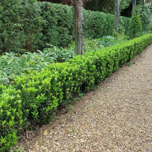[139660] Euonymus japonica Green Spire 20/+ Pot P13 ** Alternative au buis pour le soleil **