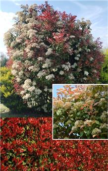 [102787] Photinia fraseri Red Robin 100 120  Pot 10