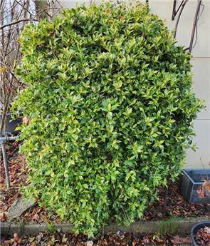 [135871] Osmanthus heterophyllus Tricolor 50 60 Pot  ** Parfumé **