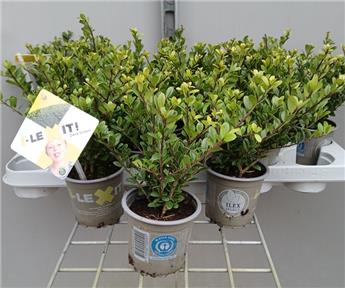 [136219] Ilex crenata Dark Green Pot P9 ( Alternative au buis ) *** Remise importante à partir de 10 plantes **