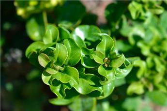[142329] Ligustrum japonicum Rotundifolium 20 30 Pot