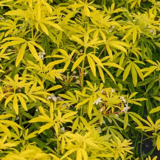 [104330] Choisya ternata Goldfinger Pot 17 * Oranger du Mexique parfumé.