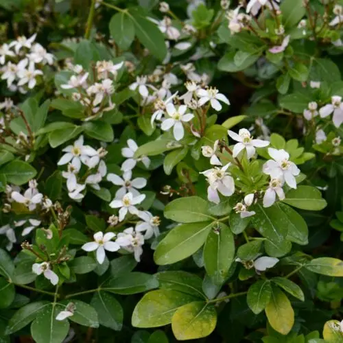 [122950] Choisya ternata Walberton S Moonshine Pot P17 cm