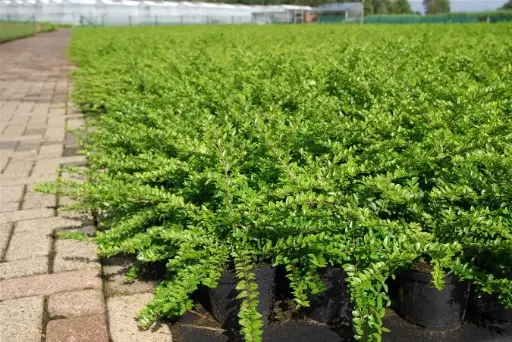 [144954] Lonicera nitida maigrun 20 30  Pot C1.3 *** Remise importante à partir de 30 plantes **
