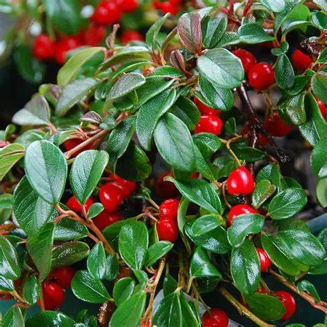 [100739] Cotoneaster dammeri Pot C1.5L  *** Remise importante à partir de 30 plantes ** cot