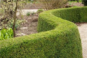 [118866] Lonicera nitida Elegant Pot C3 ** remplace le buis ***