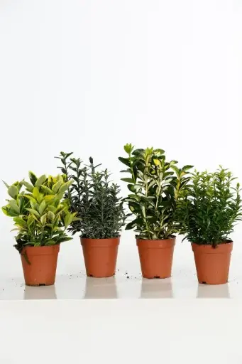 [127534] Euonymus japonicus variés petit P9 